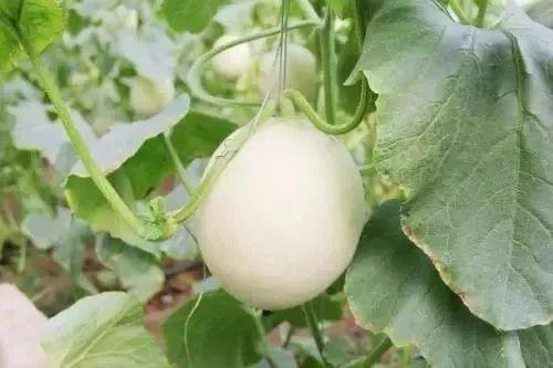 太原网红吃瓜事件,揭秘网络舆论的风暴与真相  第3张